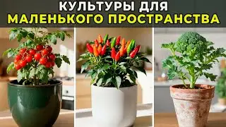 25 Идеальных Культур Для Выращивания В Крошечных Внутренних Пространствах