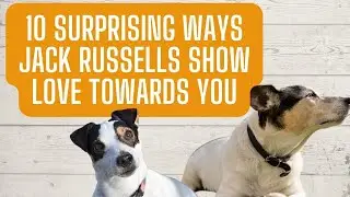 10 Surprising Ways Jack Russells Show Love Towards You