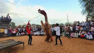 ऊँट ने पहली बार दिखाया राजस्थान मे,कछुआ डांस ||camel dance||Rajasthan dj song #viral #camel #dance