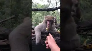 Funny Macaque. #macaque #macaquemonkey #cute #cuteanimals #funny #funnyanimals #wildlife #2023