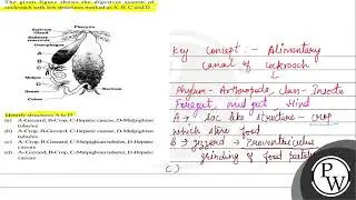 The given figure shows the digestive system of cockroach with few structures marked as A, B, C a...