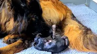Witness the Miracle: German Shepherd Puppies Being Born 🐾❤️