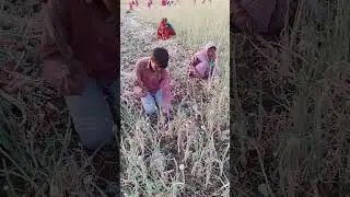 pyaj ki khudai #4kstatus #status #training #viral #shortfeed