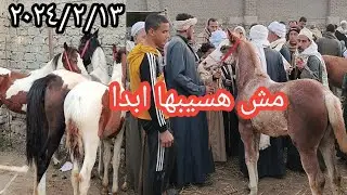 اسعار الخيل والمهر الفلسطيني الجر والركوب اليوم ٢٠٢٤/٢/١٣ الثلاثاء بسوق الزقازيق وتغطيه كامله للسوق