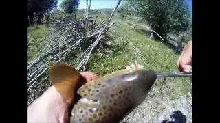 Stalking brown trout in the high country
