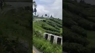 Tea garden Mirik, Darjeeling #fristshortvideo #shortvideo #short #youtubeshorts #trendyworld