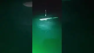 6ft Shark caught in San Diego Bay