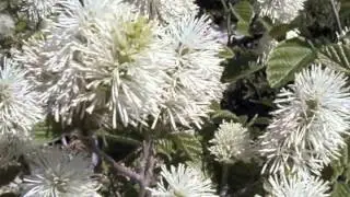 Fothergilla gardenii Dwarf Fothergilla