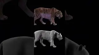 tiger stage03 #shorts