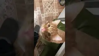 Мяу кожаный , снимать запрещено 🚫 #shorts #cat #funnycat #fail #lol