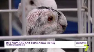 Всеукраинская выставка птиц прошла в Одессе