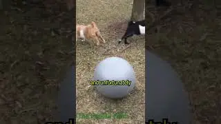 Why do these goats faint?  😲