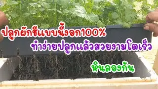 ปลูกผักชีแบบนี้งอก100% การปลูกผักชีในตะกร้าโดยการใช้หินลองก้น ทำง่ายโตเร็ว/เต๋าสายกลาง