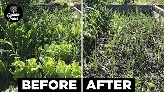 Harvesting the Last of Our Spring Lettuce and Kale Before the Summer Heat