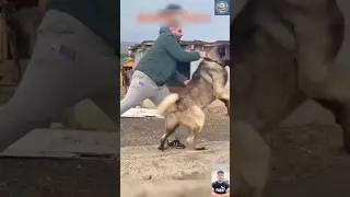 🔥 Kangal The Turkish Dog &ndash; The Ultimate Wolf Killer! 🐺⚡