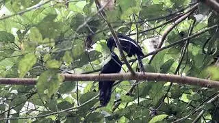 Malayan Black Magpie (Platysmurus leucopterus) @ Congkak part 2