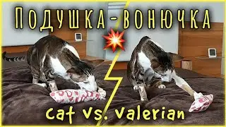 First Impression: Oriental Cat & Valerian Cat Cushion🤪| Ориентальный кот и игрушка с валерианой