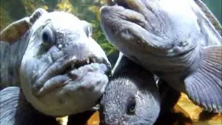 Aquarium de La Rochelle No.5 #aquarium #larochelle #mariepanic 20 septembre 2011