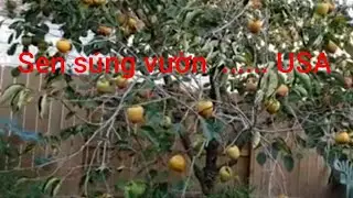 CÂY HỒNG MỀM  21 TUỔI . Rất nhiều trái . Chia sẻ cách hái trái hồng