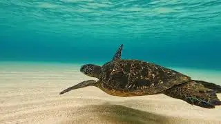 Wet and Wild: The Incredible Adaptations of Water-Dependent Species #subscribe #animals