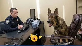 Best Of The Funny Animal Videos 😹🐶 Funniest Dog Moments Ever Recorded 🤣
