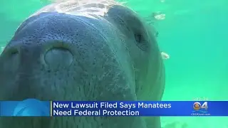 Environmental Groups File Lawsuit Seeking Habitat Protections For Manatees