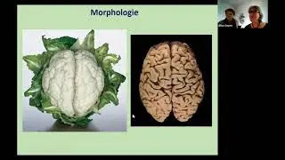 Conférence scientifique - Arbres et neurones (Avril 2021)