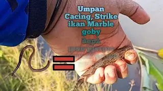 Mancing ikan bloso/boso/Betutu/Gabus Malas umpan cacing||DFC