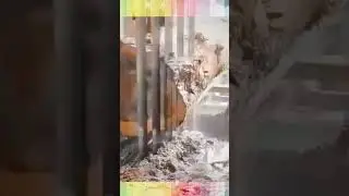Amazing Multi-Blade Saw: Slicing Giant Logs into Boards in Seconds! 🪵🪚