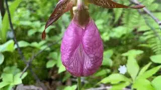 Pink Lady Slipper Cypripedium Acaule