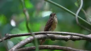 Ferruginous Flycatcher sub-adult #wildlife #birds in Singapore #migratorybird at DFNP Oct 28 2025 