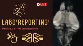 Labo'reporting': Live from NCBS Lab - NSD Special - 2 | Neural Circuits & Development Lab