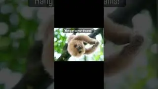 🦥 #inspiration #cuteanimals #funnyanimals #motivational #sloth