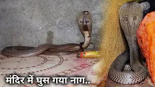 गांव के मंदिर में घुस गया कोबरा सांप, पूरे गांव वालोंने की भीड़, फिर क्या हुआ आप ही देखिए