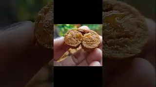 Healthy and Tasty Sweet Recipe/Easy and Tasty Snacks/Crispy and Crunchi Snacks/Wheat Flour Snacks