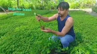 Beija flor brasil plantas 13 99658-4338 