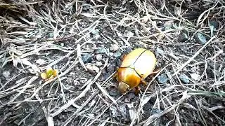 Christmas Beetle (NOT filmed in slow motion)