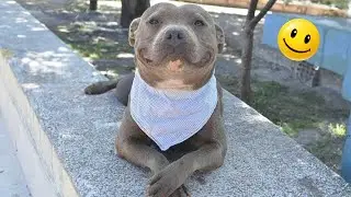Cute & Funny Dogs That Stole the Internet 🐶❤️