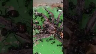 I give my biggest spider to the messor barbarus [Part 2]