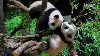 Japan to return twin panda cubs to China