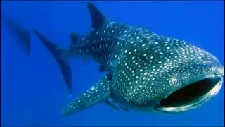 😱 IL PESCE PI&Ugrave; GRANDE AL MONDO: Lo Squalo Balena
