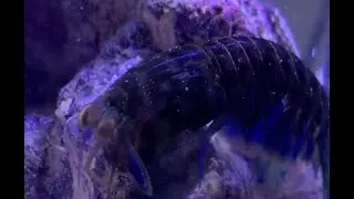 Mantis Shrimp(G. ternatensis) Fights Crawdad