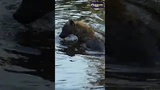 Epic Battle for Dominance in the African Savanna | Creative Nature #wildlife #animals #hyena