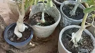 Precisei trabalhar com elas hoje 