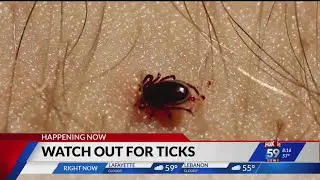 CDC: Peak tick season has arrived