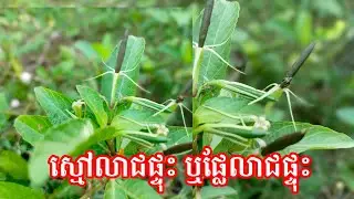 ដើមស្មៅលាជផ្ទុះ ឬហៅថាស្មៅផ្លែផ្ទុះ