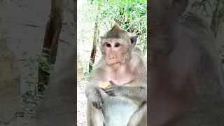 WoW monkey show at Tamoa animal zoo 2 #animals #monkeylucky #cuteanimals