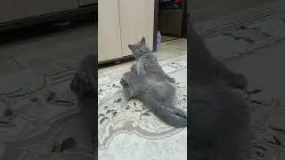 кот#cat #британский