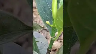 All time Jackfruit growing up #farming