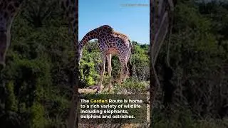 Garden Route, South Africa